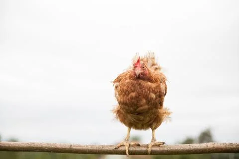 Young hen on the perch Stock Photos