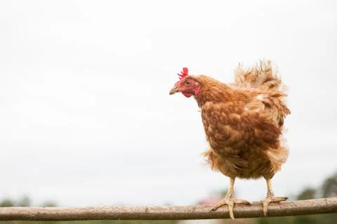 Young hen on the perch Stock Photos