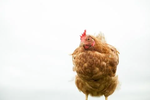 Young hen on the perch Stock Photos