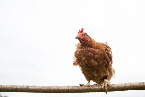 Young hen on the perch Stock Photos