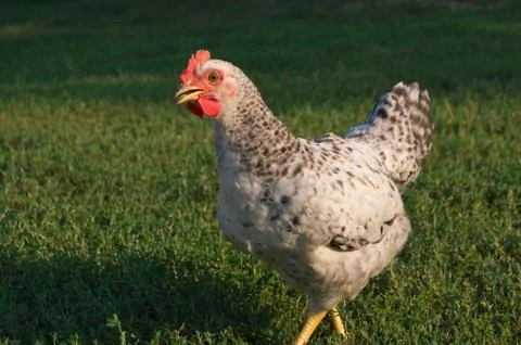 The young hen Stock Photos
