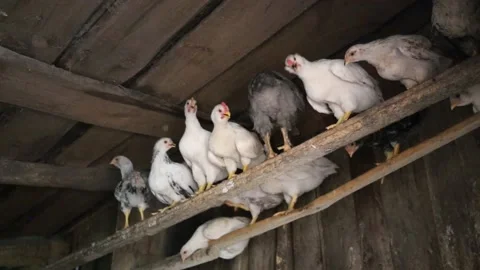 Young hens perch and going to sleep on the henroost Stock Footage 202610657