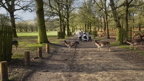 A young herd of deer, fallow deer running across a path in front of Vídeos de archivo 125049008