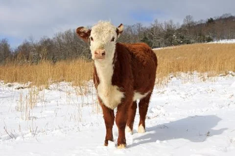 Young hereford Stock Photos