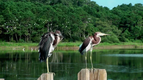 Young Herons Stock Footage 26843328