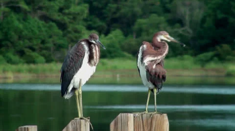 Young Herons On a Post Stock Footage 26841290