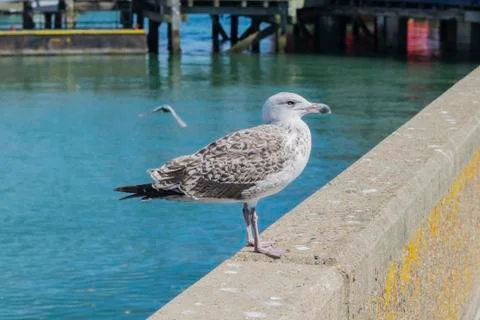 Young Herring Gull Stock Photos
