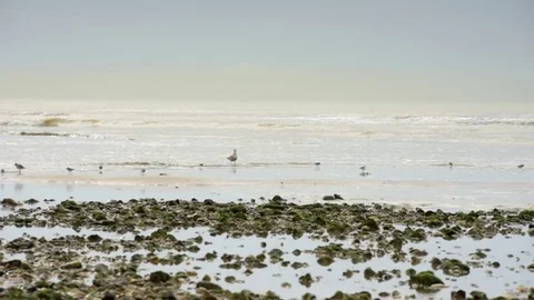 Young herring gull wading and feeding in the seawater at low tide. 스톡 동영상 73393190