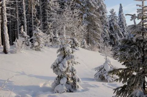 Young herringbone, covered with a thick layer of snow Stock Photos