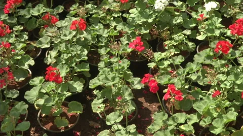 Young Hibuscus Shrubs in Pots Stock Footage 57936873