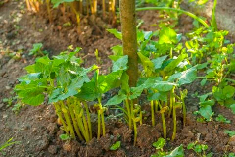 Young high beans at sunset Stock Photos