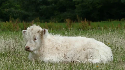 Young Highland Calf Lying in the Grass Stock Footage 64727170