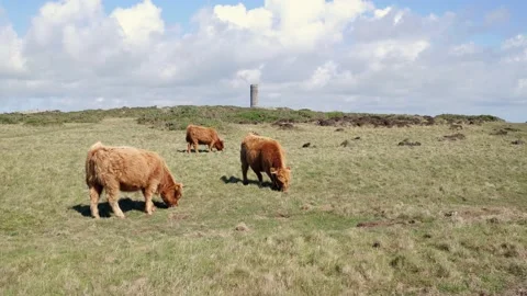 Young Highland Cows Stock Footage 140787772