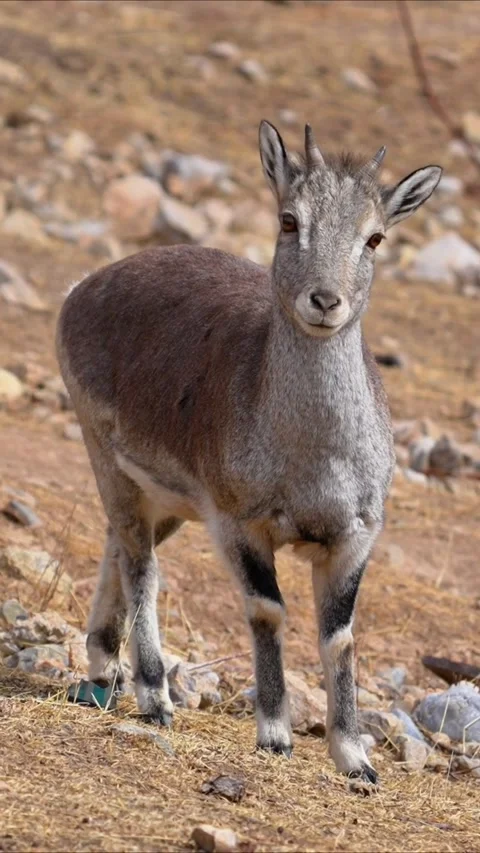 Young himalayan blue sheep or bharal standing on rocky mountain terrain Stock Footage 334824392