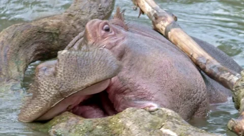 Young hippo in the branches Vidéo 65777091