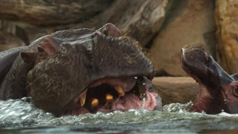 Young hippo Vidéo 91940359