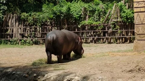Young Hippo Stock Footage 137653053