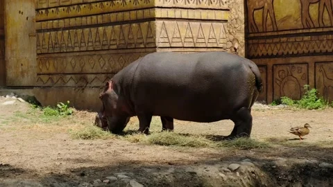 Young Hippo Stock Footage 137653096