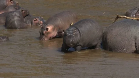 A young hippo standing in the mara river in masai mara, kenya Stock Footage