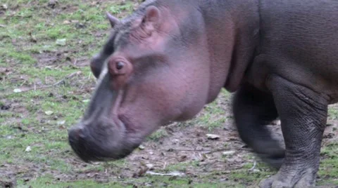 Young hippo on a walk Vidéo 65777116