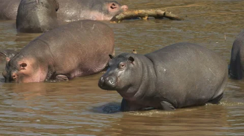 Young hippo walking in the mara river in masai mara, kenya Stock Footage