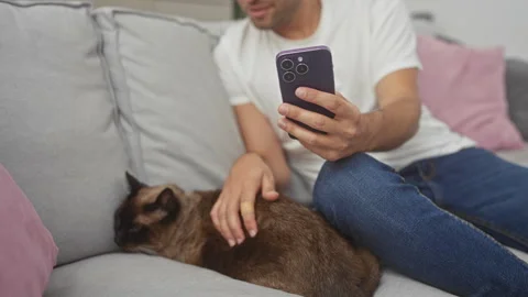 A young hispanic man pets a siamese cat while using a smartphone on a couch.. Stock Footage 277432182