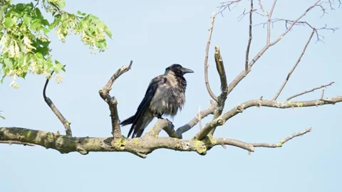 Young Hooded Crow Perched on a Tree Branch Stock Footage 317634111