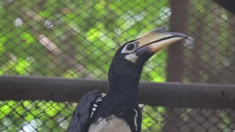 A young hornbill 스톡 동영상 318629993