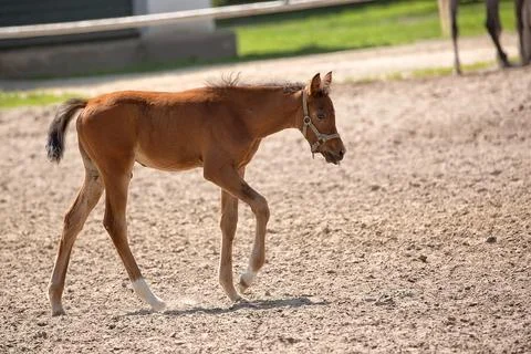 Young horse in a clearing Stockfoto's