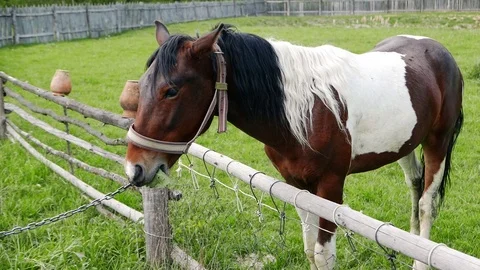 Young horse eats leaves on the meadow, stallion color spotted tobiano Stock Footage