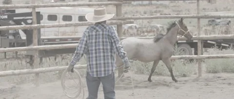 Young Horse Stock Footage 238406803