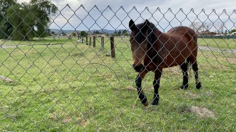 Young horse at gate Stock Footage 126132120