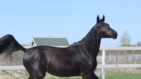 Young horse in paddock Stock Footage 89745780