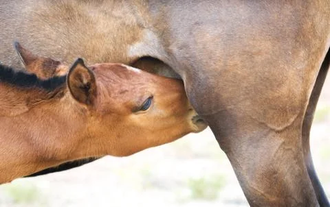 Young horse Stock Photos