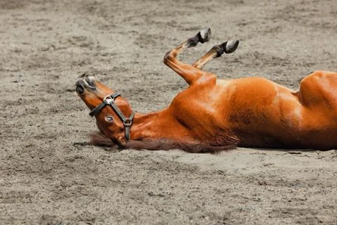 Young horse rolling upside down with fun Stock Photos