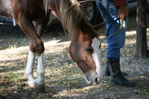 Young horse on the rope Stock Photos