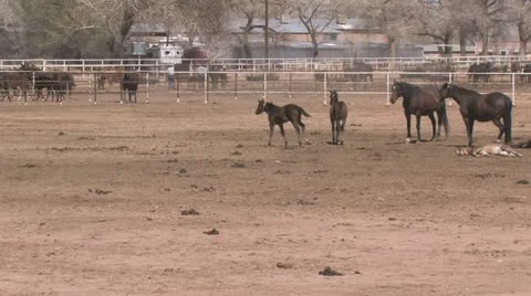 Young Horse Running Stock Footage 10878794