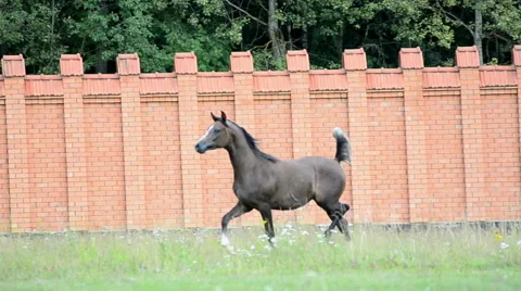 Young horse running Stock Footage 54048024