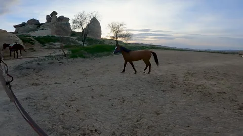 Young horse walking inside corral. Vídeo Stock 242115065