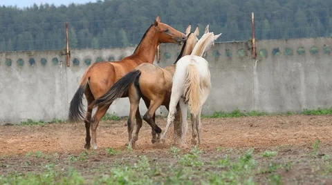 Young horses comunicating Stock Footage 64630183