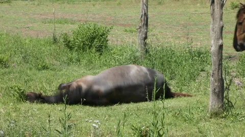 Young horses 库存影片 735226