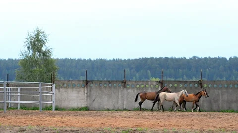 Young horses walking Stock Footage 64629465