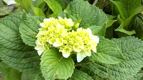 Young hortensia flower, Hydrangea on the tree Stock Footage 121829319