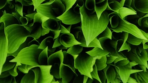 Young hosta leaves in spring. Spring background for video. Stock Footage 194436371