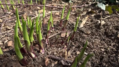 Young hosta shoots sprouting from soil in early spring Stock Footage 306521365