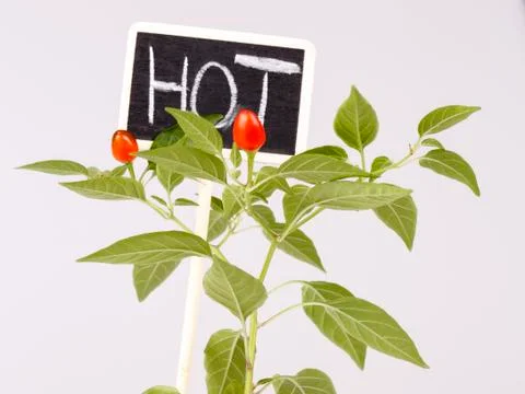 Young hot pepper or chilli Stock Photos