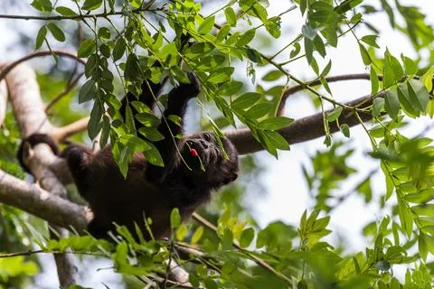 Young howler monkey feeding Stock Photos