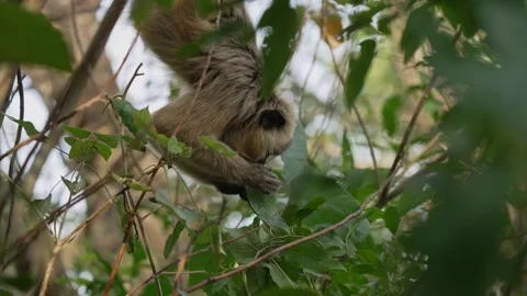 Young Howler Monkey Navigating Through Thick Jungle Foliage Stock Footage 336538211