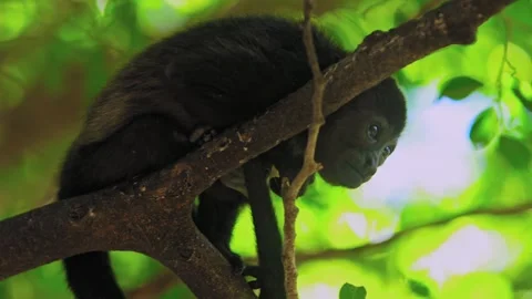 Young howler monkey resting on a tree branch Stock Footage 344911044