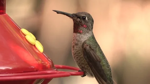 Young hummingbird at feeder Stock Footage 117615271